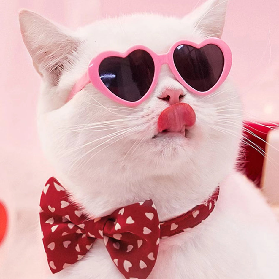 Cat Accessories – My Pet Comfort